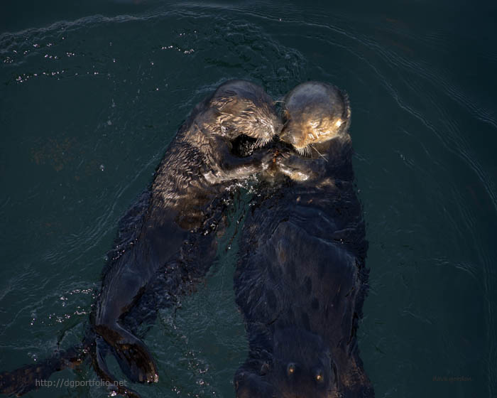 Sea Otters II Color fine art color nature photo