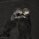 Sea Otters II Toned fine art photo