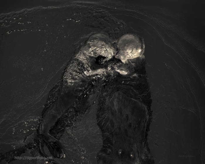 Sea Otters II Toned fine art photo