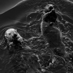 Sea Otters IV BW fine art nature photograph