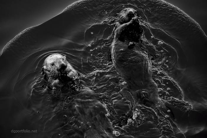 Sea Otters IV BW fine art nature photograph