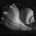 Two Whelk Shells BW