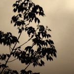 Branches and Sky Toned image