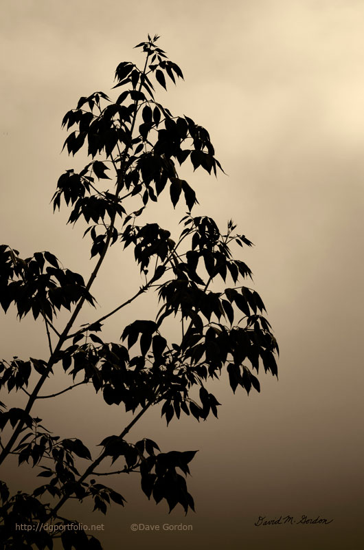 Branches and Sky Toned image