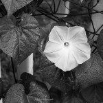 Fine art black and white photograph of a morning glory.