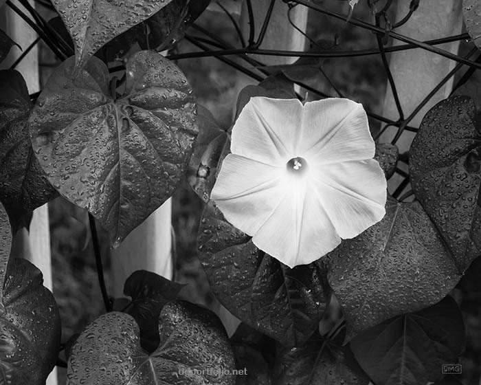Fine art black and white photograph of a morning glory.