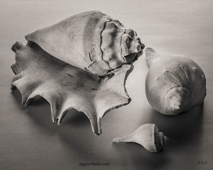 Fine Art still life photograph by Dave Gordon