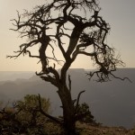Juniper Tree at Grand Canyon