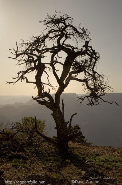 Juniper Tree at Grand Canyon