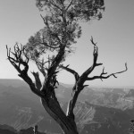 Juniper Tree at Grand Canyon II BW fine art black and white landscape photograph