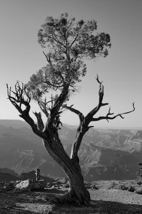 Juniper Tree at Grand Canyon II BW fine art black and white landscape photograph