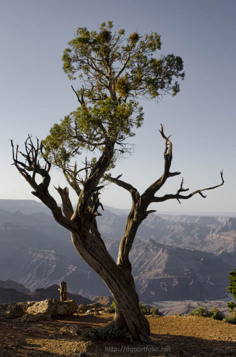 Juniper Tree at Grand Canyon II fine art landscape photograph