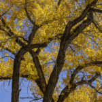 Fine art color cottonwood photograph by Dave Gordon