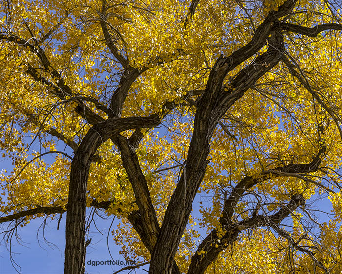 Fine art color cottonwood  photograph by Dave Gordon