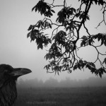 Listening to the leaves fine art black and white photograph