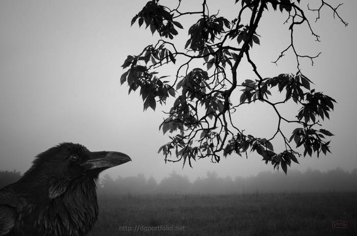 Listening to the leaves fine art black and white photograph