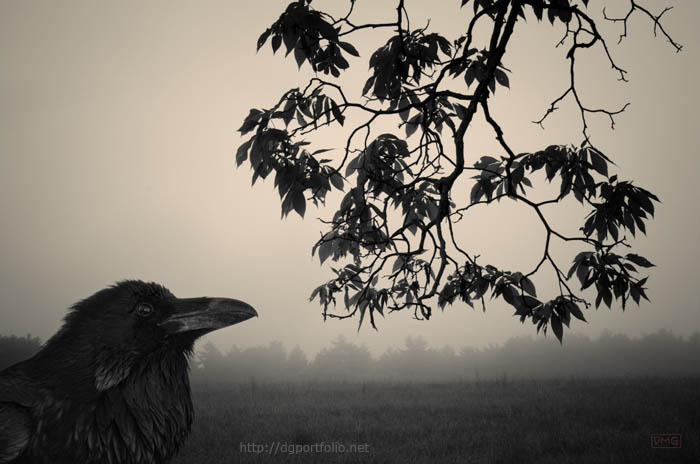 Listening to the leaves Toned fine art photomontage