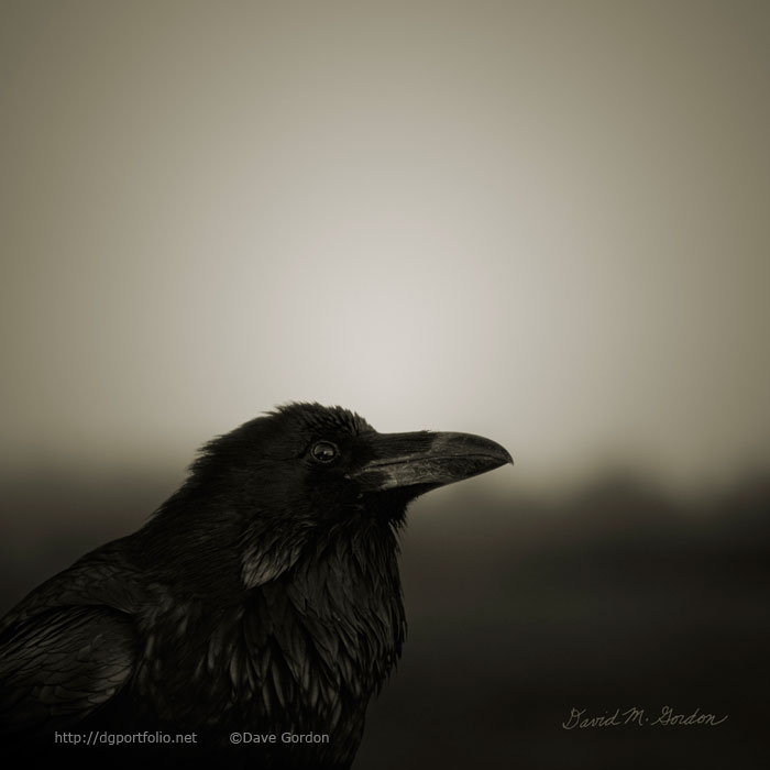 The raven image