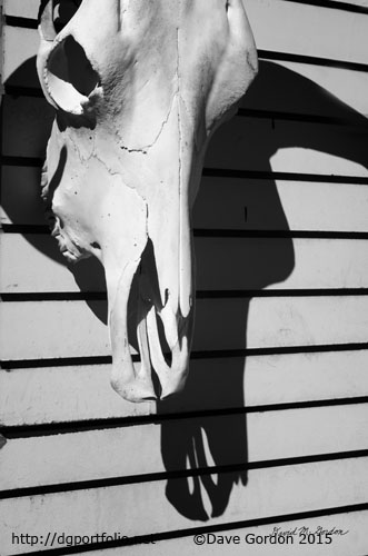 Skull and Shadow image