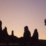 Condor in Flight at Last Light