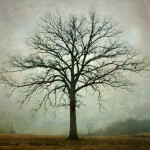 Bare Tree and Fog image