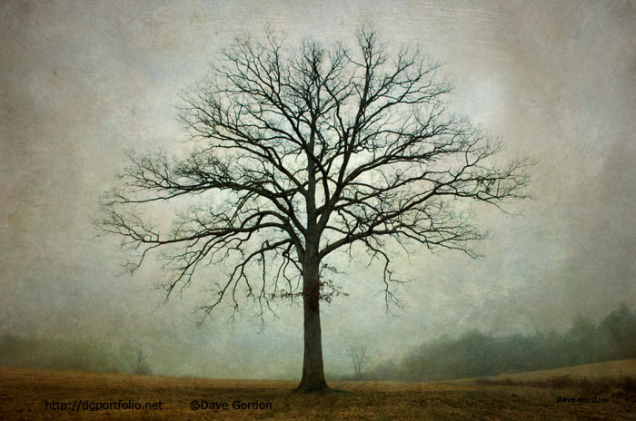 Bare Tree and Fog image