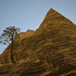 Tree and Sandstone Peak