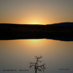 Tree and Sunset image