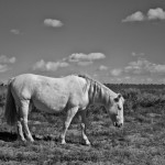 White Horse in the High Desert