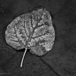 Silvery Leaf I fine art black and white photograph
