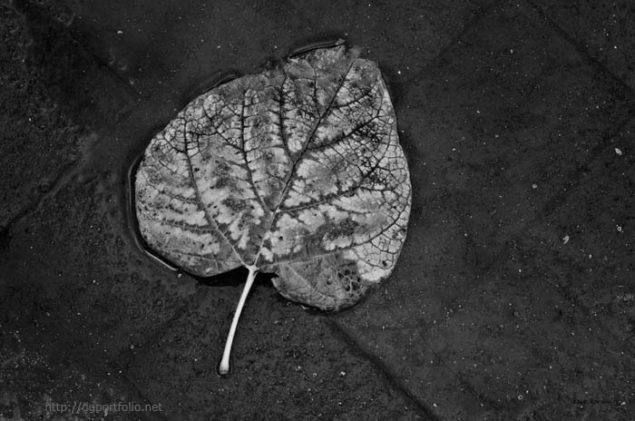 Silvery Leaf I fine art black and white photograph