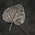 Silvery Leaf I Toned fine art photograph