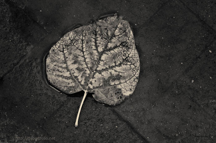 Silvery Leaf I Toned fine art photograph