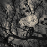 Silvery Leaf II Toned fine art image