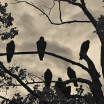 Vultures And Cloudy Sky fine art photograph