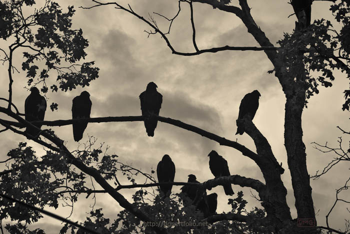 Vultures And Cloudy Sky fine art photograph