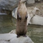 River Otter