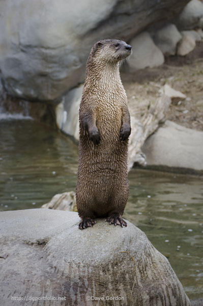 River Otter