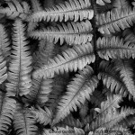 Silvery Ferns BW image