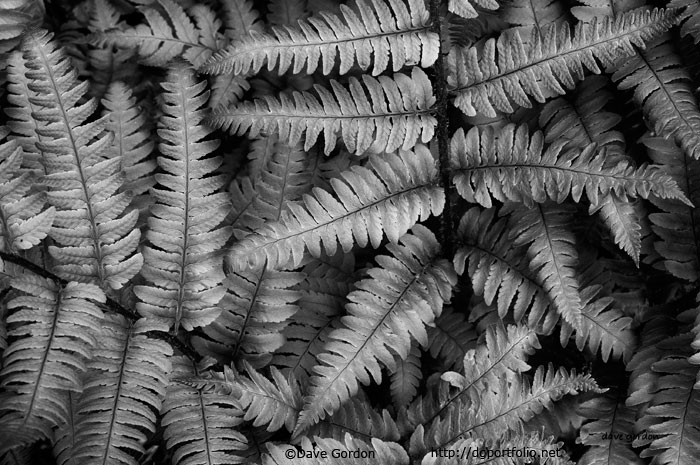 Silvery Ferns BW image