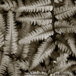 Silvery Ferns WT image