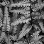 Silvery Ferns BW fine art black and white photograph