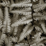 Silvery Ferns fine art nature photograph