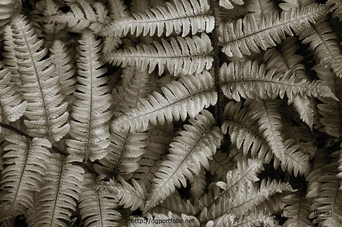 Silvery Ferns fine art nature photograph